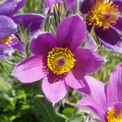 Helen Schuler Nature Centre