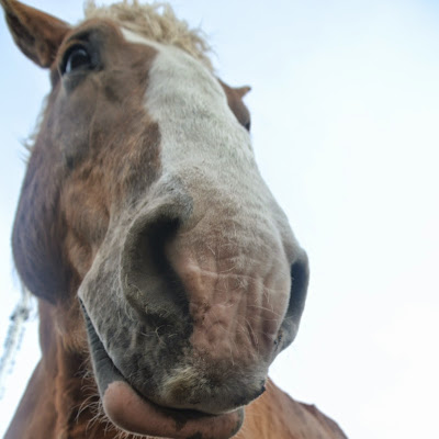 Butterfield Acres Petting Farm