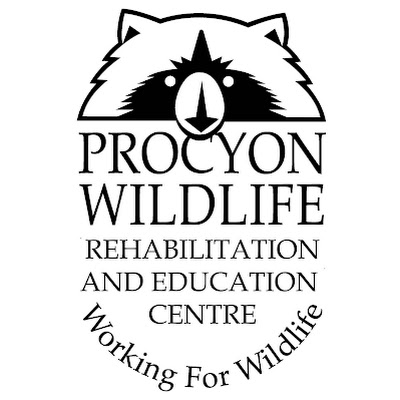 Procyon Wildlife