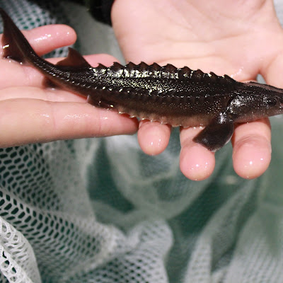 Nechako White Sturgeon Conservation Centre