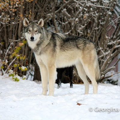 Yamnuska Wolfdog Sanctuary