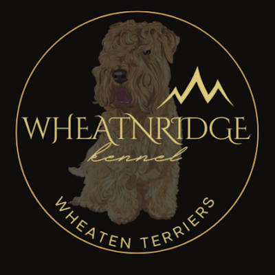 WheatnRidge Kennel - Wheaten Terrier Breeder/Éleveur