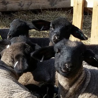 Blackie's Suffolks & Veggies