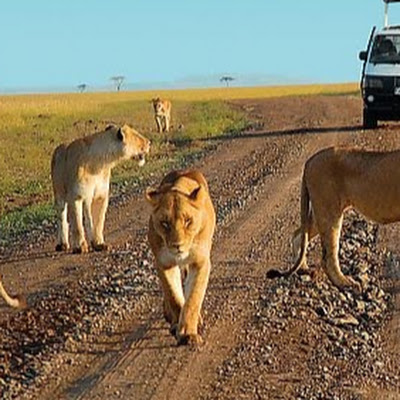 Best safari tour adventure Canada